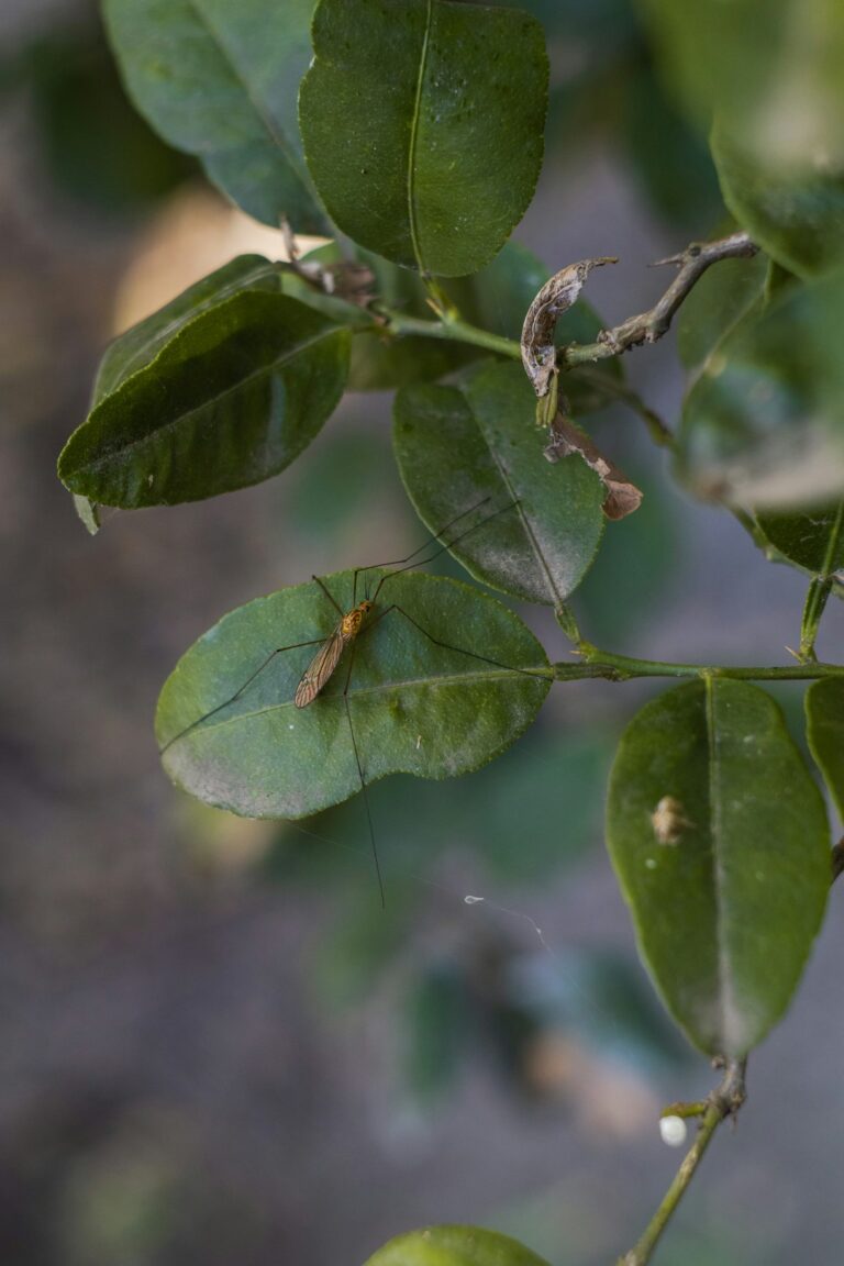 Unleashing the Power of Mosquito Foggers: Do They Really Work?