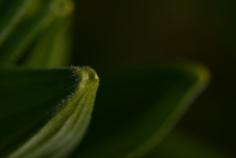 Unlocking Wellness: The Surprising Benefits of Okra Water and How to Make It at Home