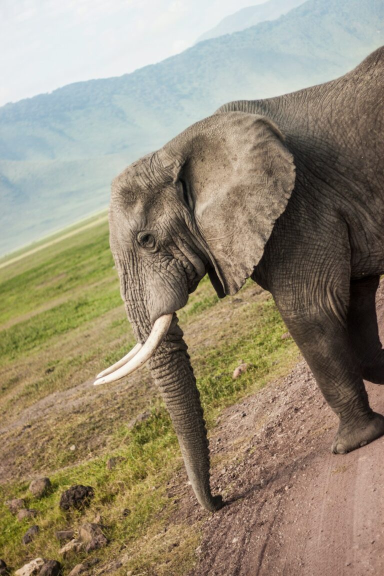 Uncovering the Intrigue: 10 Surprising Insights into Ear Fluttering