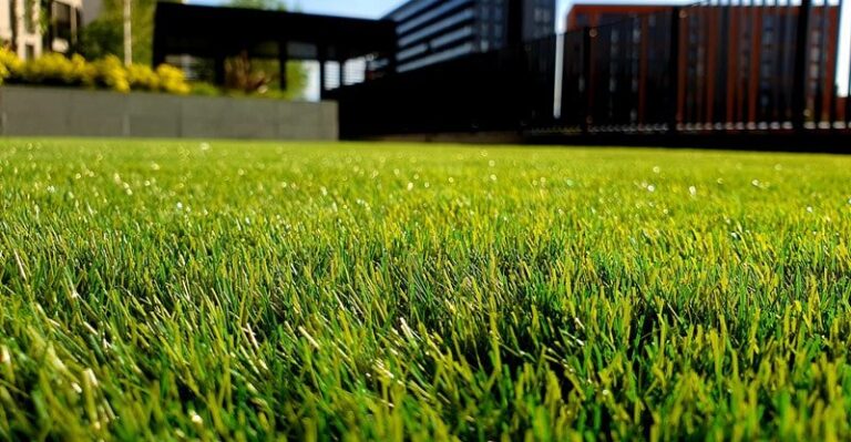 How To Hold Your Garden Inexperienced Throughout Scorching Climate