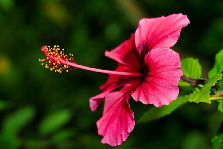 Unlocking Youthful Skin: The Secrets Behind Hibiscus and Honey Firming Cream