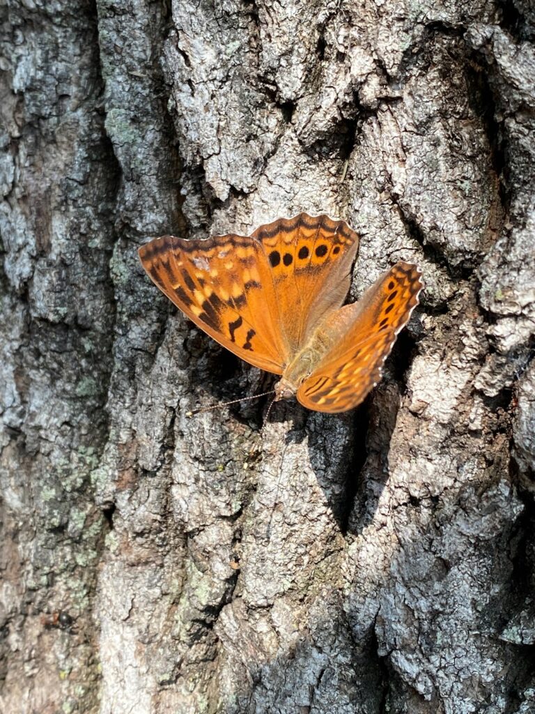 Conquer Dry January: Essential Tools for a Booze-Free Triumph