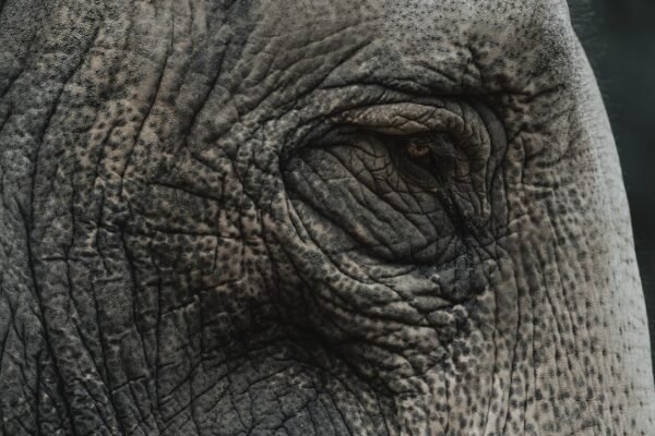 10 Timeless Secrets to Age Gracefully and Live with Unshakeable Dignity